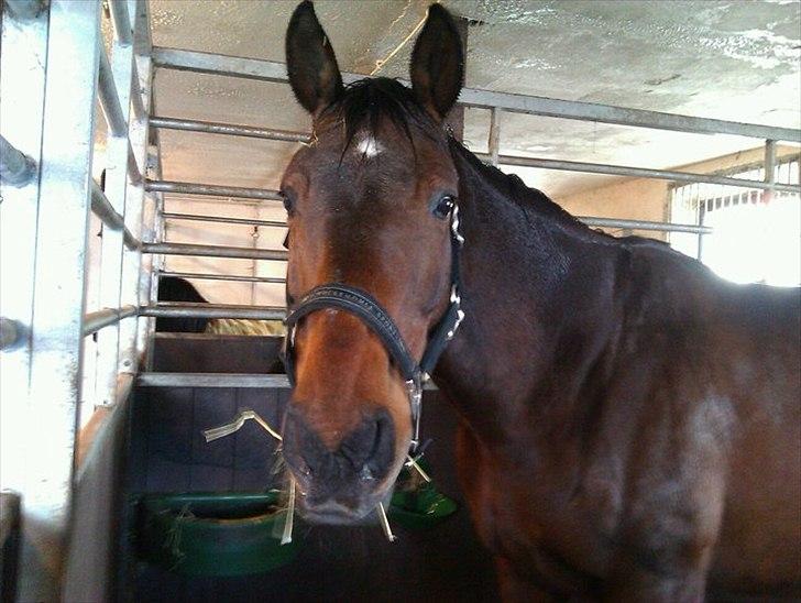 Dansk Varmblod Isador-B billede 10