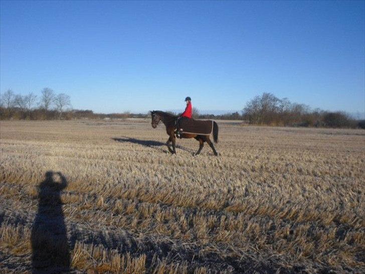 Dansk Varmblod Isador-B billede 11