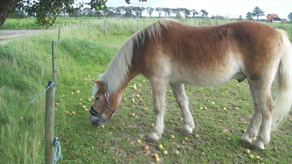 Tyroler Haflinger Nuser. - Nuser elsker efteråret med æblerne. billede 16