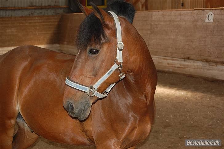 Hollandsk Sportspony Lukas R.I.P [Tidl. Hest] billede 13