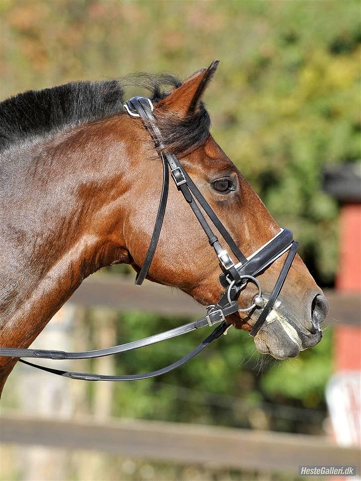 Hollandsk Sportspony Lukas R.I.P [Tidl. Hest] - Dit første udestævne sammen med vores dejlige søster, Mia:'* billede 14