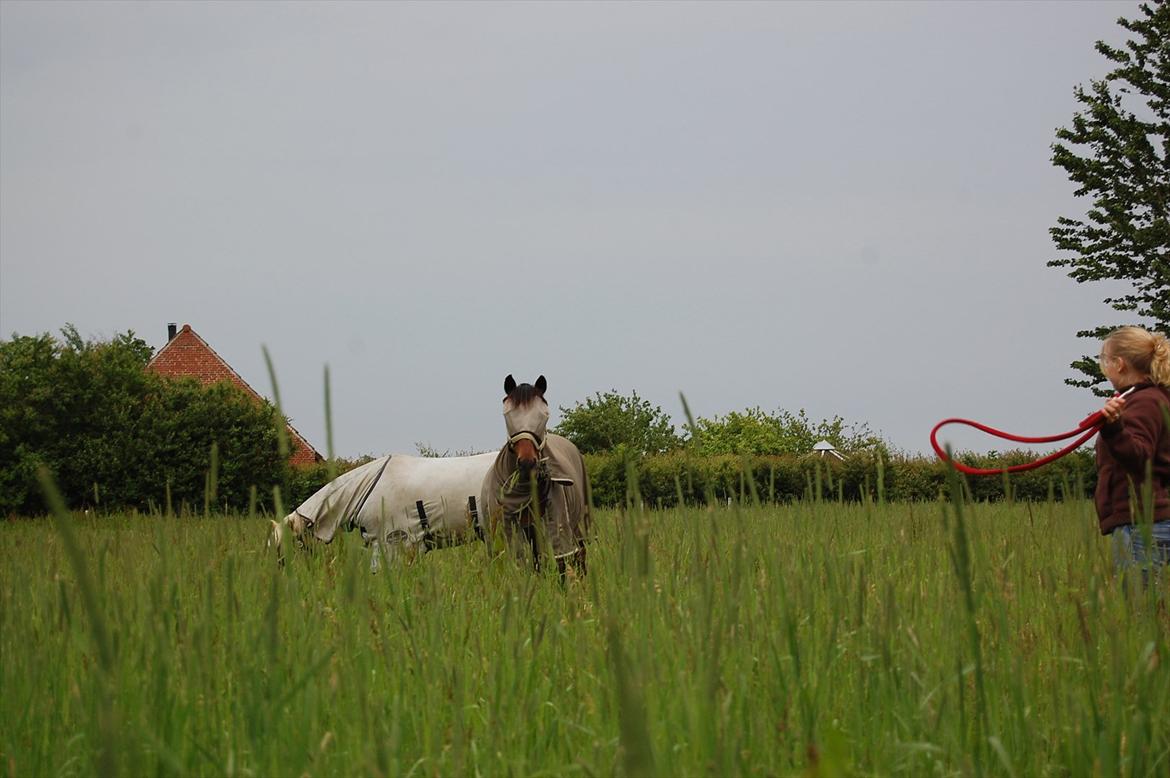 Hollandsk Sportspony Lukas R.I.P [Tidl. Hest] - Du ville se verdnen:'* billede 16