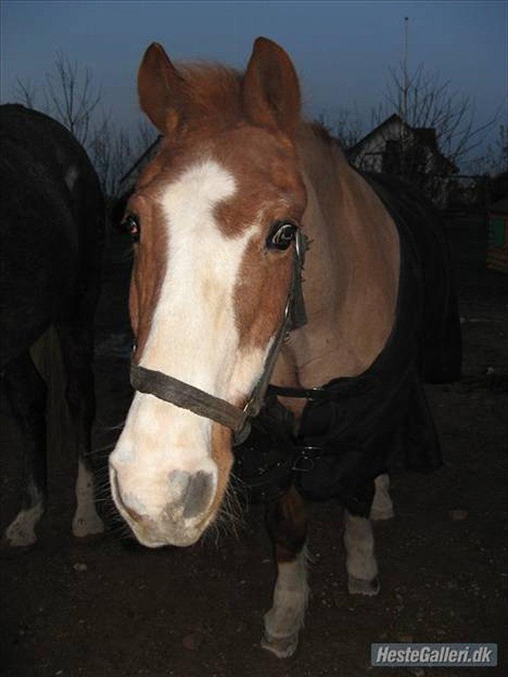 New Forest Rasmus           AFLIVET - Vi saaavner dig gamle, du er en der altid vil være i vores hjerter, en der altid vil blive husket <3 billede 19