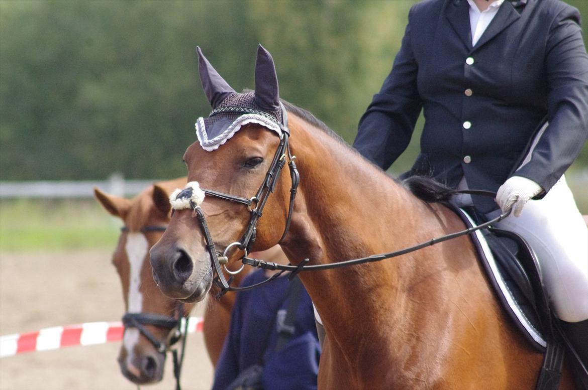 Anden særlig race Marcus billede 2