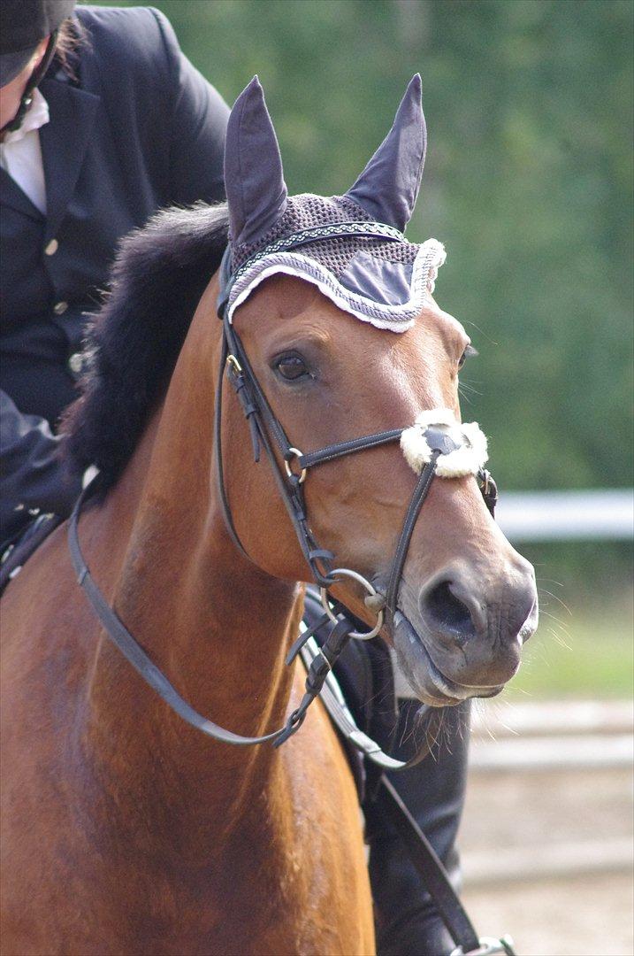 Anden særlig race Marcus billede 3