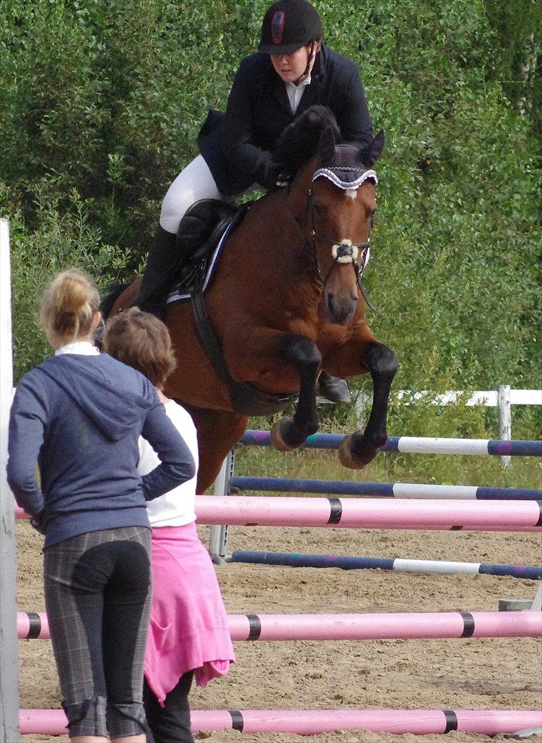 Anden særlig race Marcus billede 6