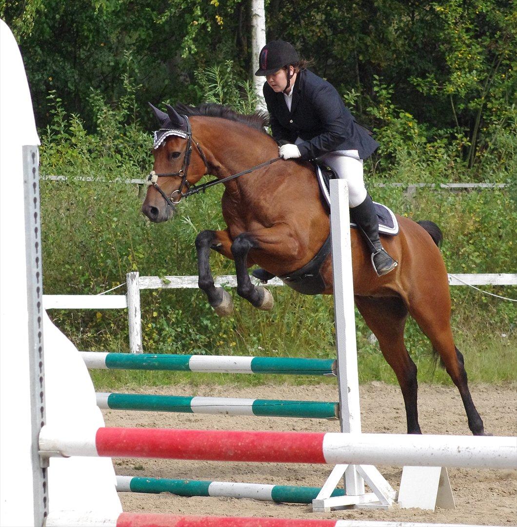 Anden særlig race Marcus billede 7