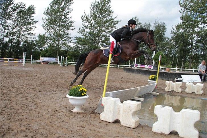 Connemara Camellia B-pony billede 16