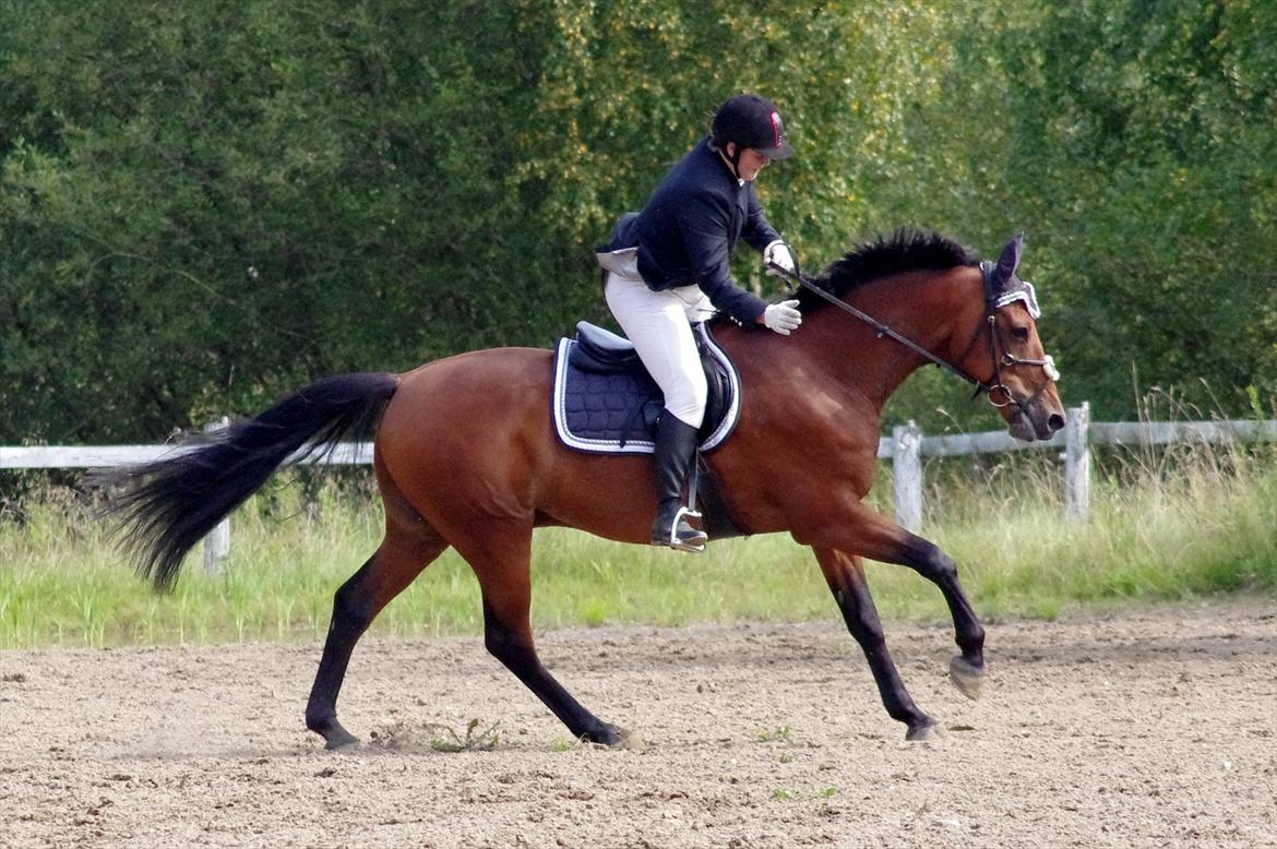 Anden særlig race Marcus billede 8