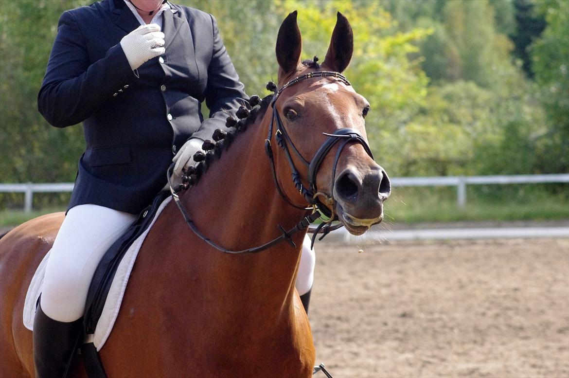 Anden særlig race Marcus billede 10