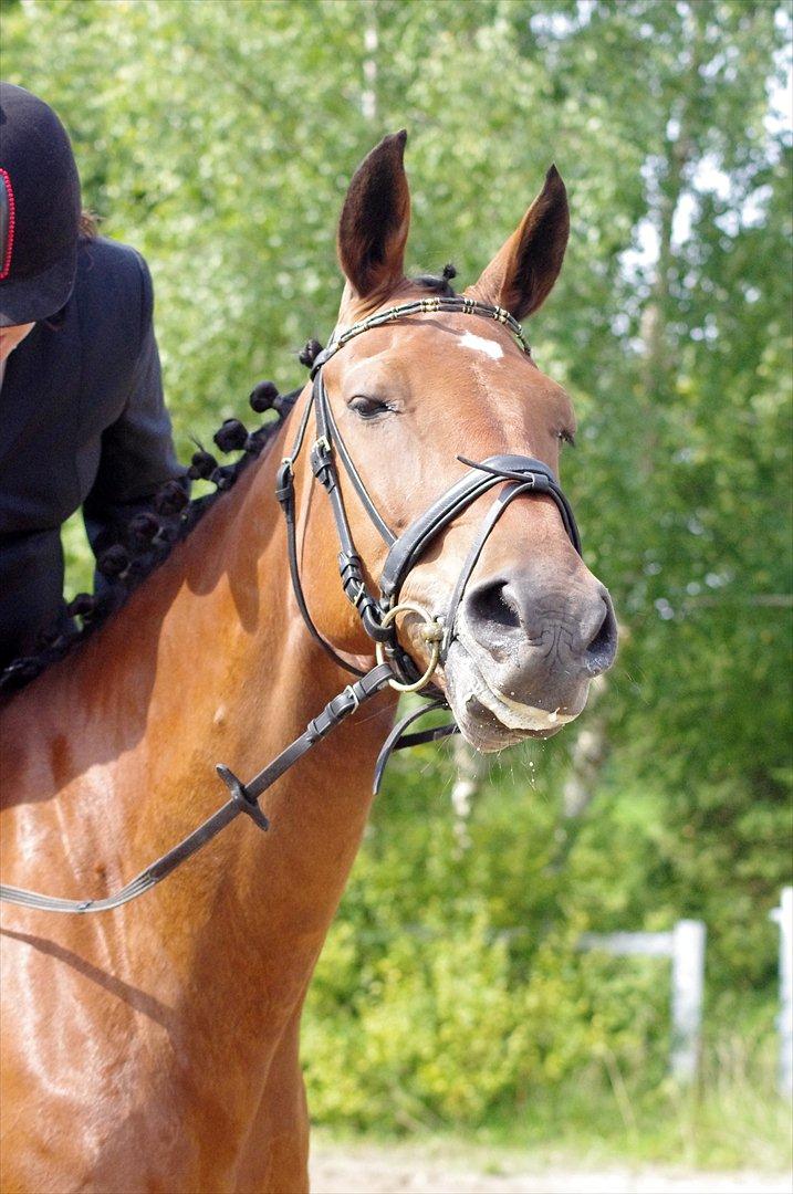 Anden særlig race Marcus billede 12