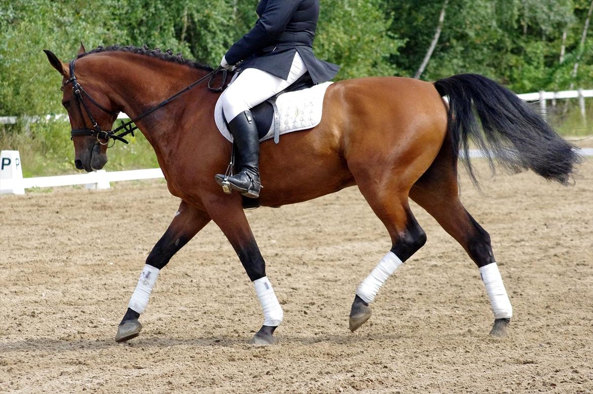 Anden særlig race Marcus billede 14