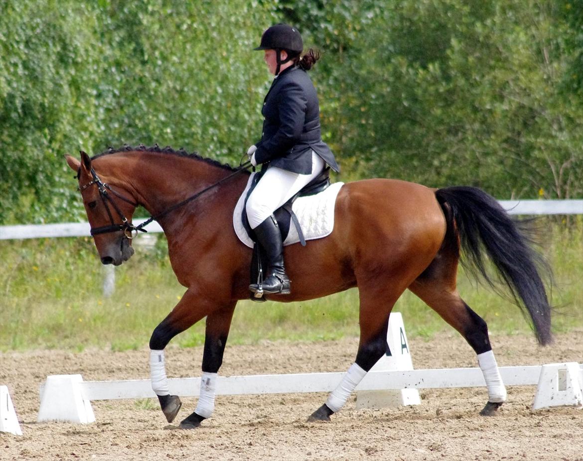 Anden særlig race Marcus billede 16