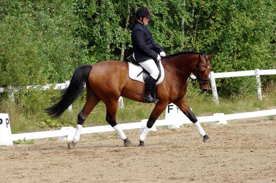 Anden særlig race Marcus billede 17