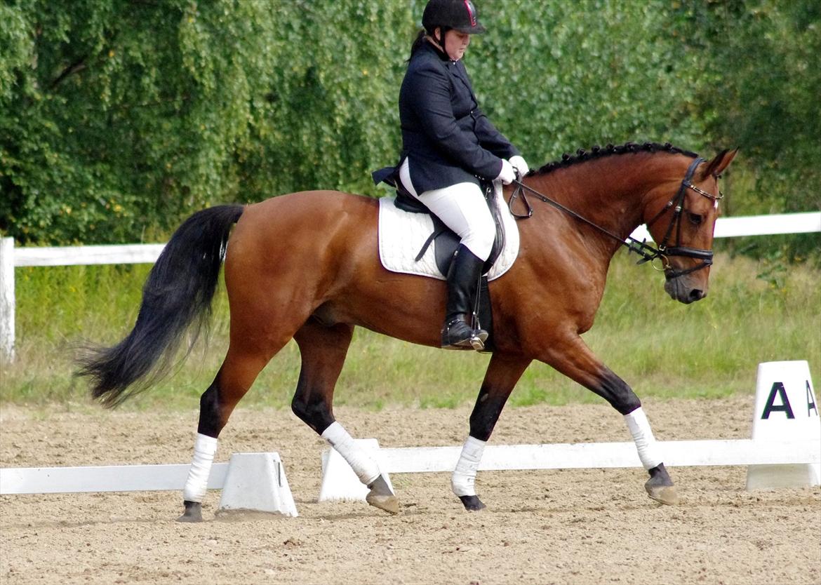 Anden særlig race Marcus billede 19