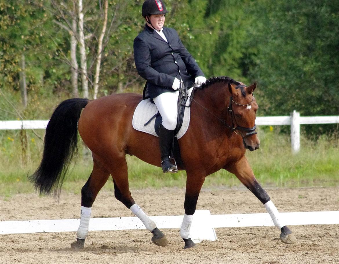 Anden særlig race Marcus billede 20