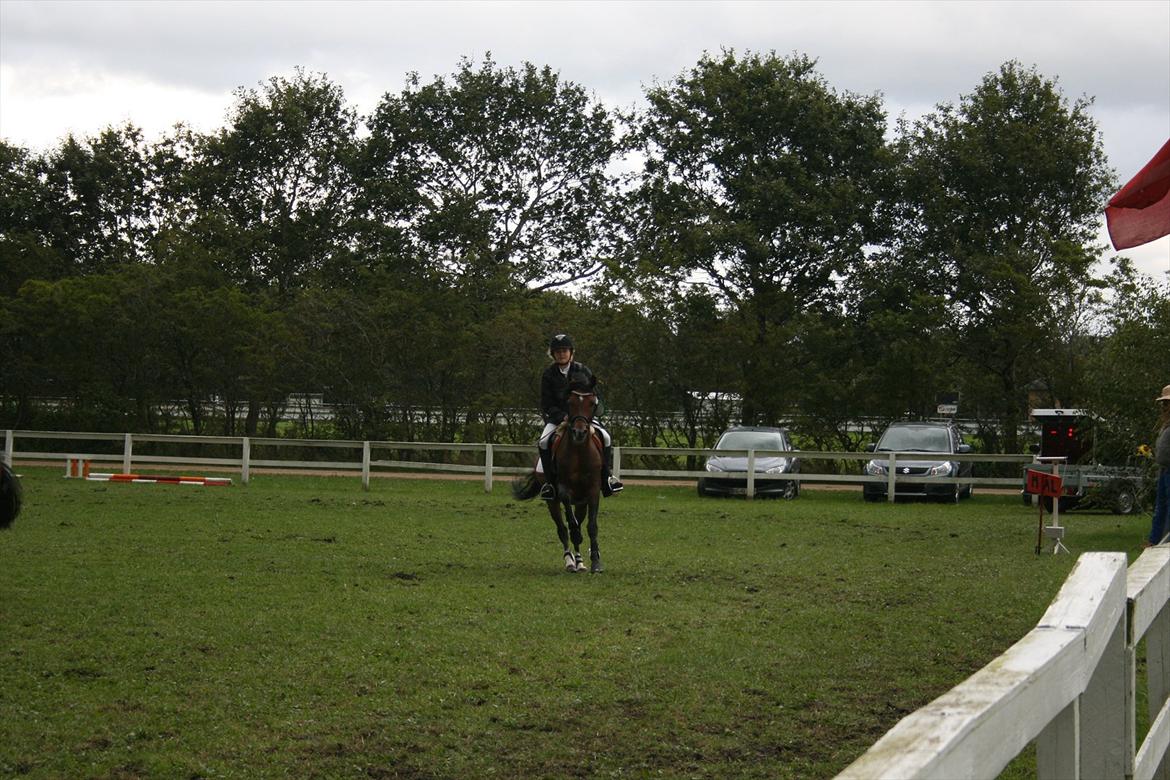 DSP Røgild's Artax billede 17