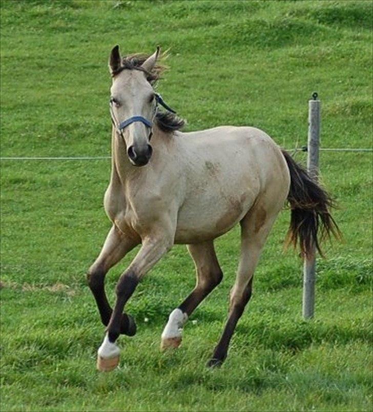 Palomino Skadekærs Expencive Goldl - 1,5 år billede 8