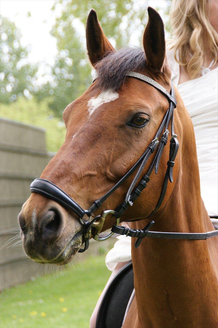 Dansk Varmblod Skandi Light Star - Skandi i kirken, efter min konfirmation(20. maj 2011) billede 7
