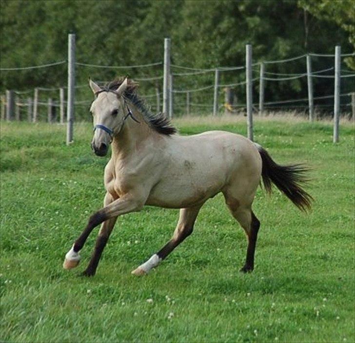 Palomino Skadekærs Expencive Goldl - 1,5 år billede 9