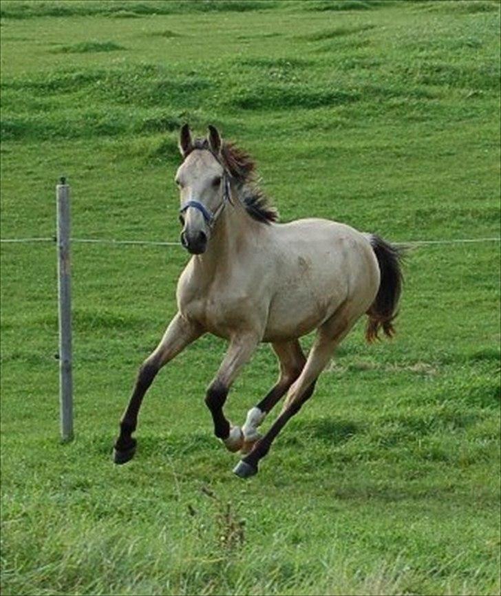 Palomino Skadekærs Expencive Goldl - 1,5 år billede 10
