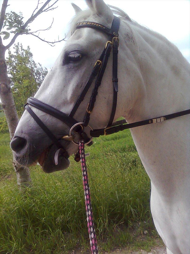 Anden særlig race Spice Girl billede 2