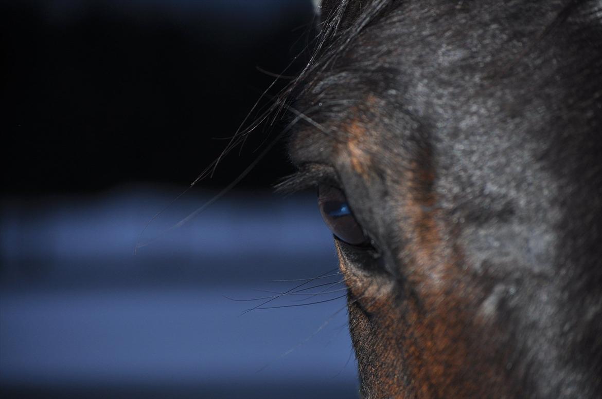 Dansk Varmblod Marco Bell - To think I might not see those eyes, makes it so hard not to cry
  billede 19
