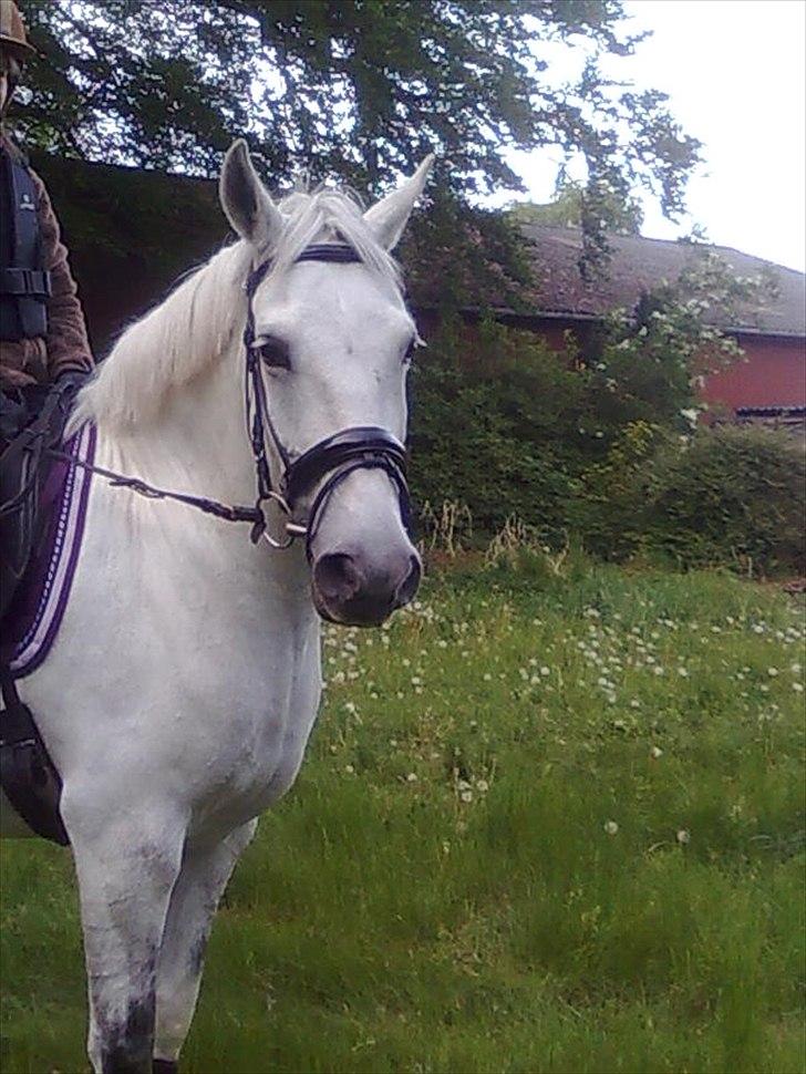 Anden særlig race Spice Girl billede 5