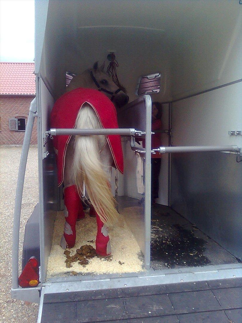 Anden særlig race Spice Girl - Står i traileren og er klar til en ny ejer billede 7