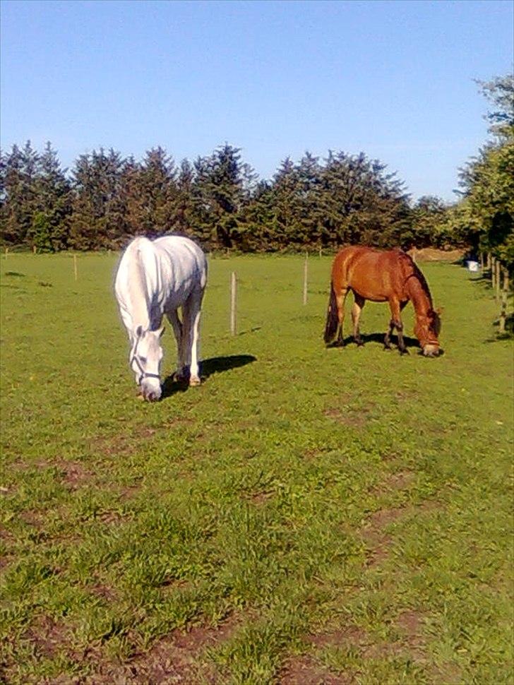 Anden særlig race Spice Girl - Nyder det gode græs sammen med Bandit
 billede 9