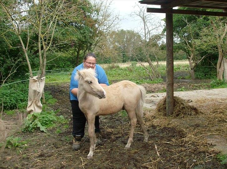 Islænder Gandur - 2,5 måneder gammel billede 8