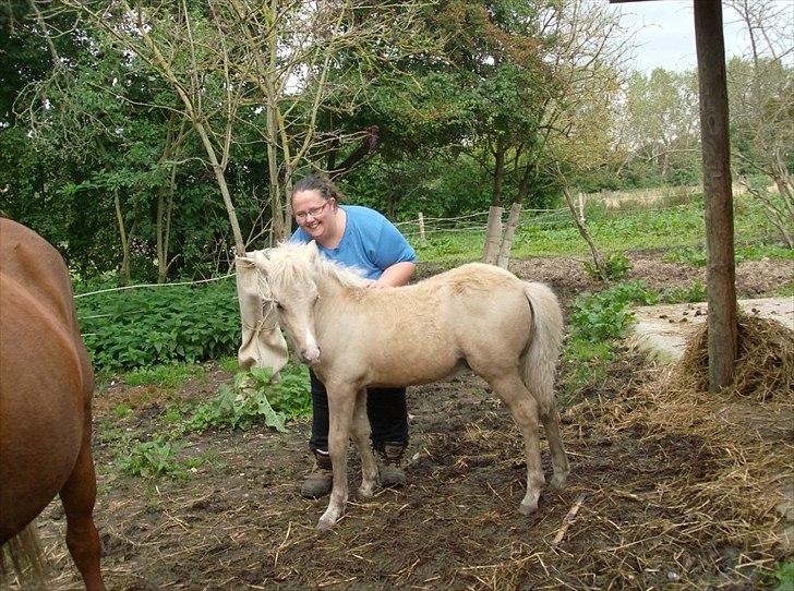 Islænder Gandur billede 9