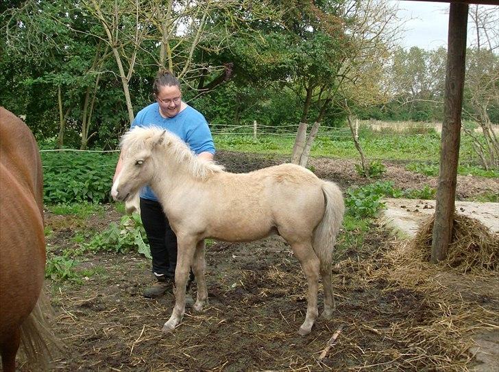 Islænder Gandur billede 10
