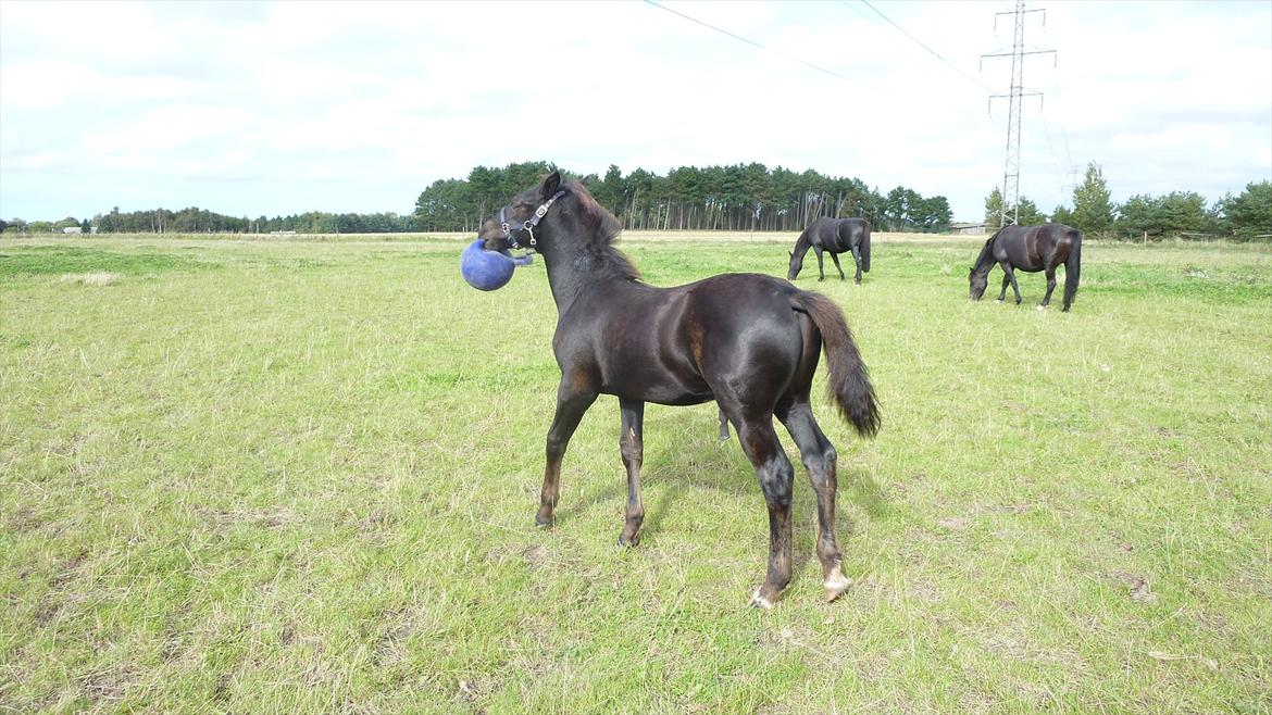 Oldenborg Bjerregravs Bogart *solgt* billede 6