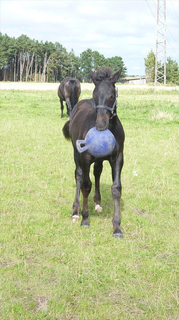 Oldenborg Bjerregravs Bogart *solgt* billede 7