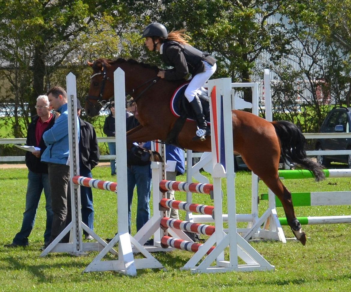 New Forest Filur - B-Pony billede 20