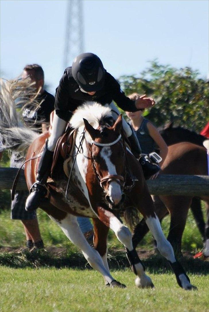 Hollandsk Sportspony Marloes- B-Pony  - Søde <3 billede 10