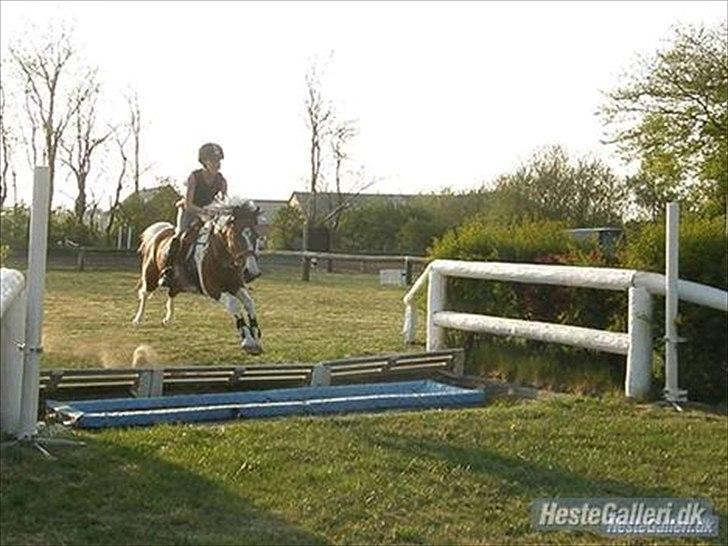 Hollandsk Sportspony Marloes- B-Pony  - Gammelt billede. Her over vandet.. billede 12