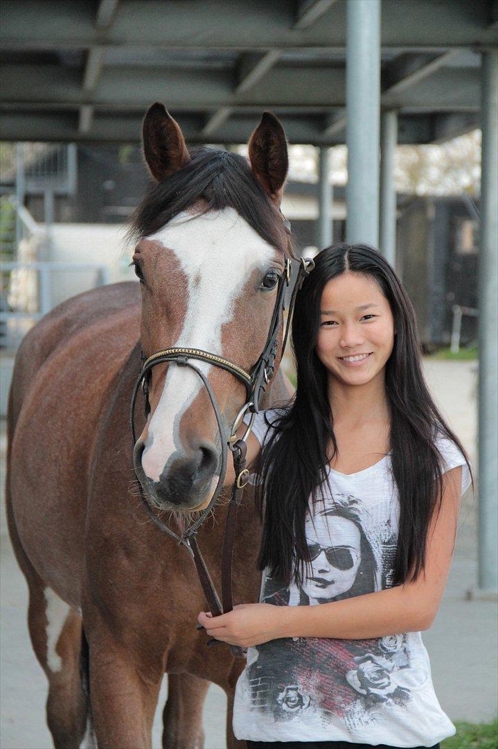 Trakehner Philippa - Velkommen til Philps profil! Foto: Kathrine Søndergaard billede 1