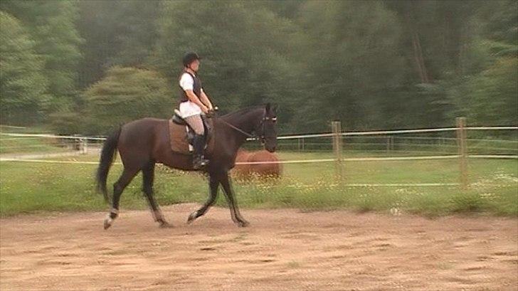 Polsk Ædelt Halvblod Kalisia - Vi rider på minibanen på Fyn billede 19