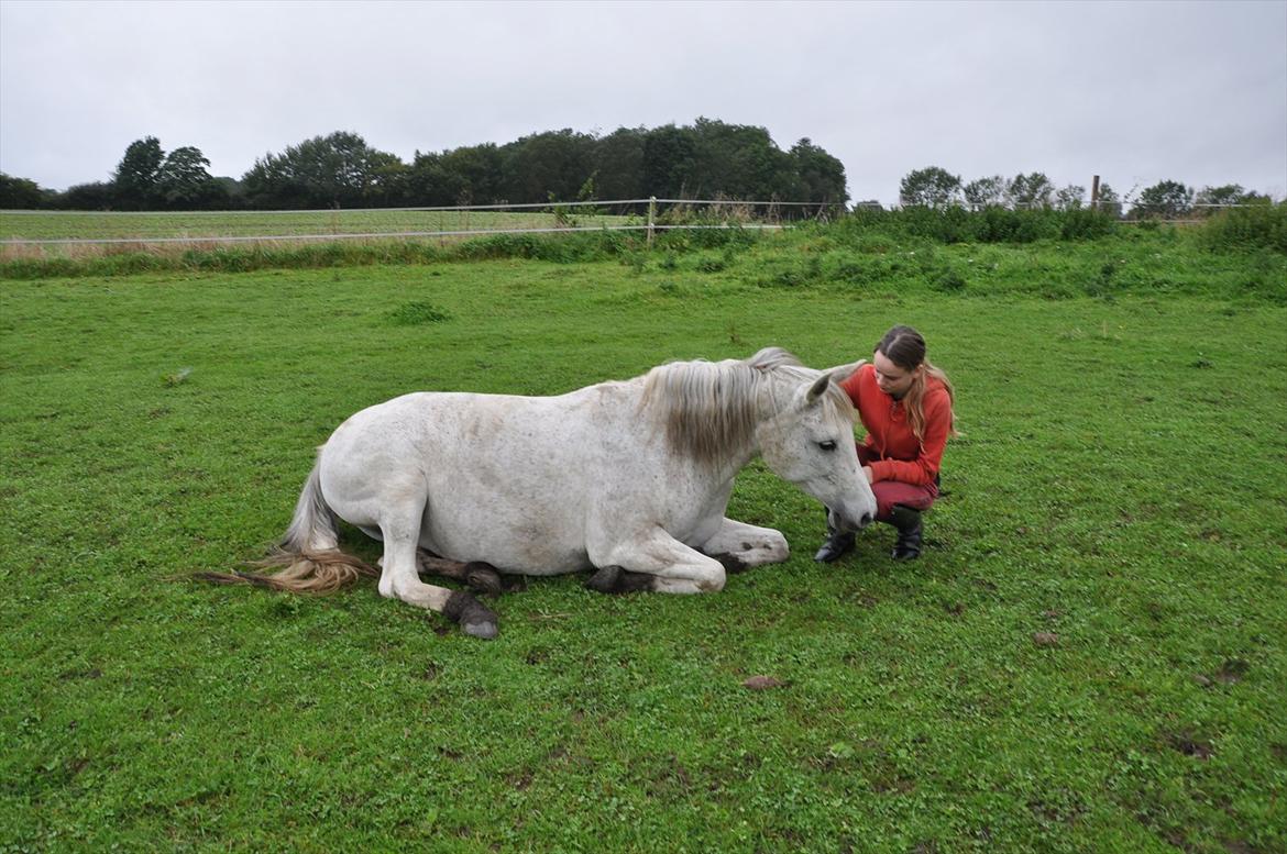 Arabisk fuldblod (OX) Bahia Blanca - I kept my promise. I would stand by your side through everything. So here I am, holding your head trough it all. 

Thank you for everything. May you forever rest in peace.  billede 11