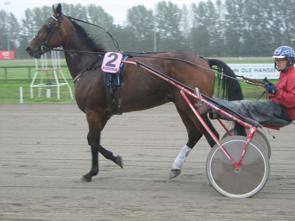 Traver Kimo billede 11