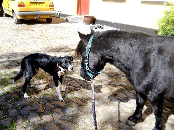 Knabstrupper I Moonlight Shadow billede 1