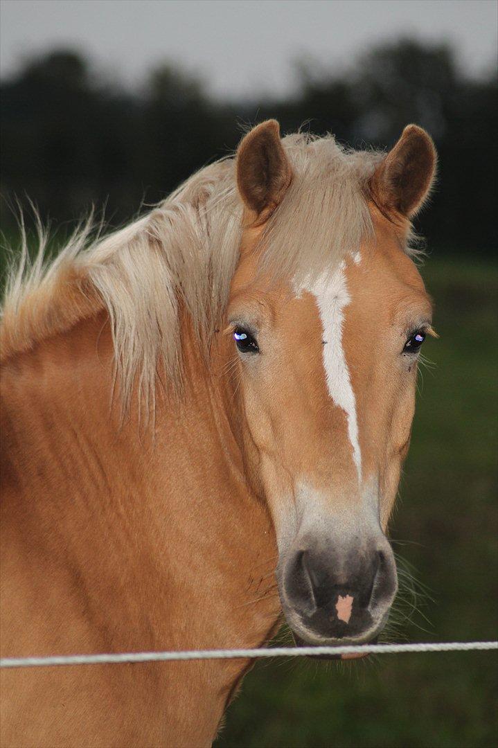 Haflinger Charlie  - Nyt!! skulle lige prøve mit nye kamera 10/09-11 billede 17