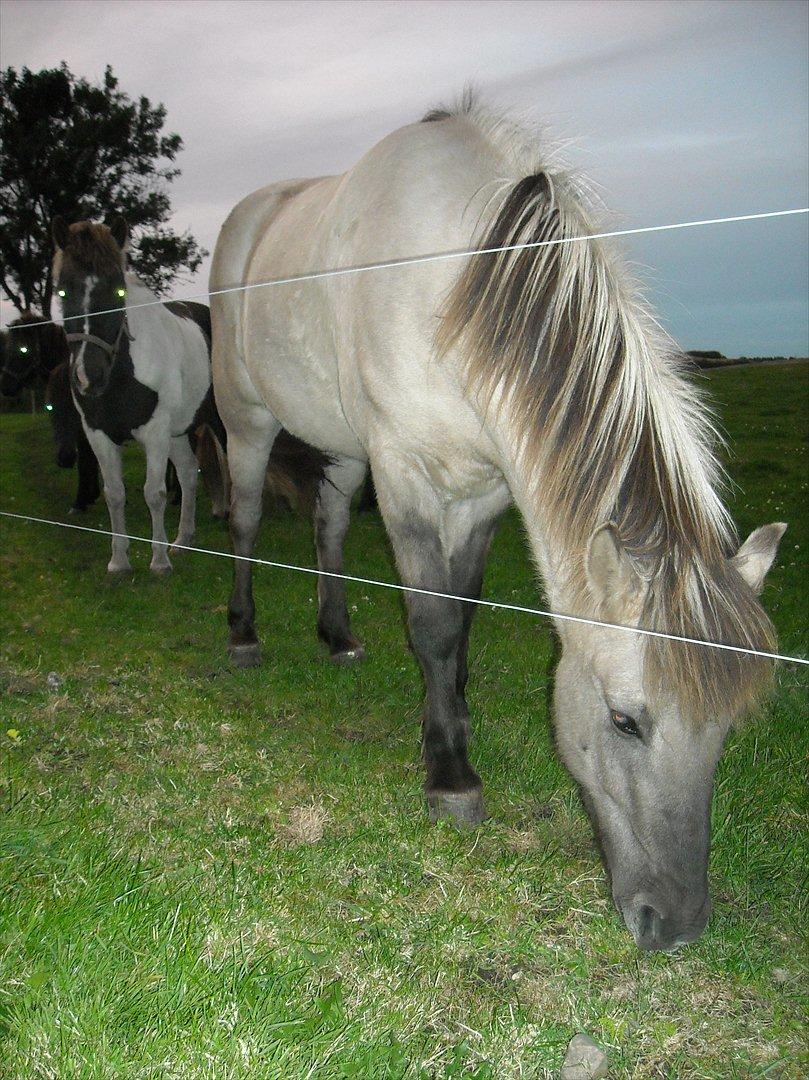 Islænder Gladur fra Gultentorp billede 14