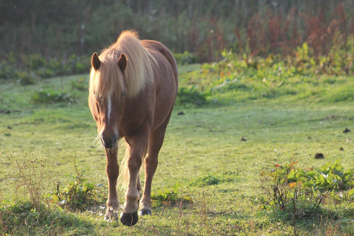 Islænder  Perla frá Úlfsstödum - RIP - <3 <3 Perla som kommer når jeg kalder!! <3 billede 20