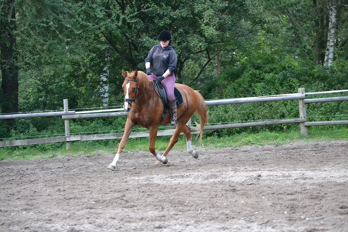 Dansk Varmblod Amber First billede 8