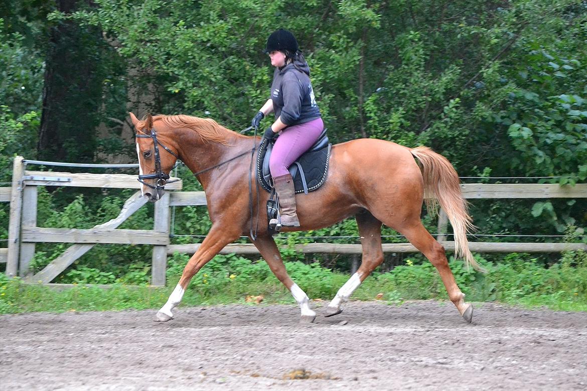 Dansk Varmblod Amber First billede 1