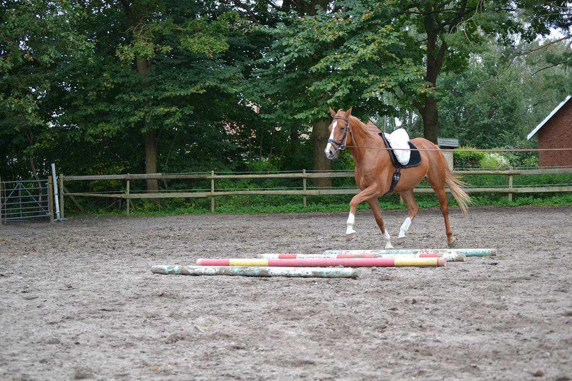 Dansk Varmblod Amber First billede 9