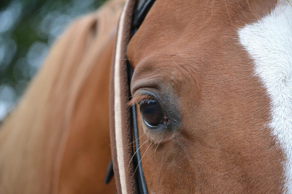 Dansk Varmblod Amber First billede 10